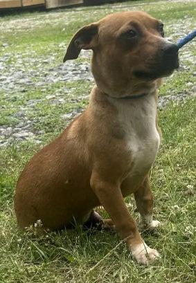 260560 Scotty, a Adoptable Terrier in Wetumpka, AL image 1/3