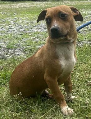 260560 Scotty, Adoptable, Puppy Male Terrier.
