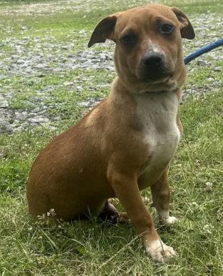 260560 Scotty, a Adoptable Terrier in Wetumpka, AL image 3/3