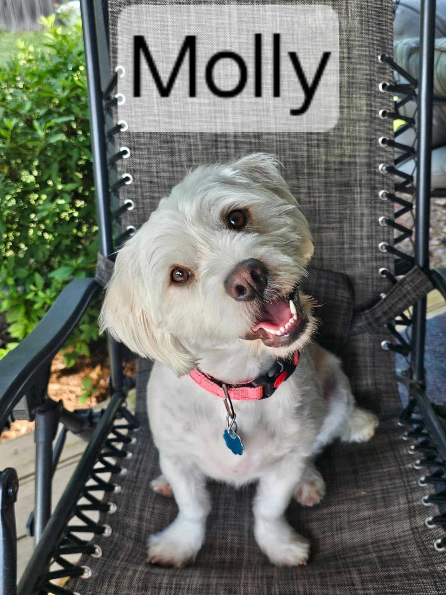 Enlarge Molly, a Adopted Shih Tzu in Eastman, GA image 1/1