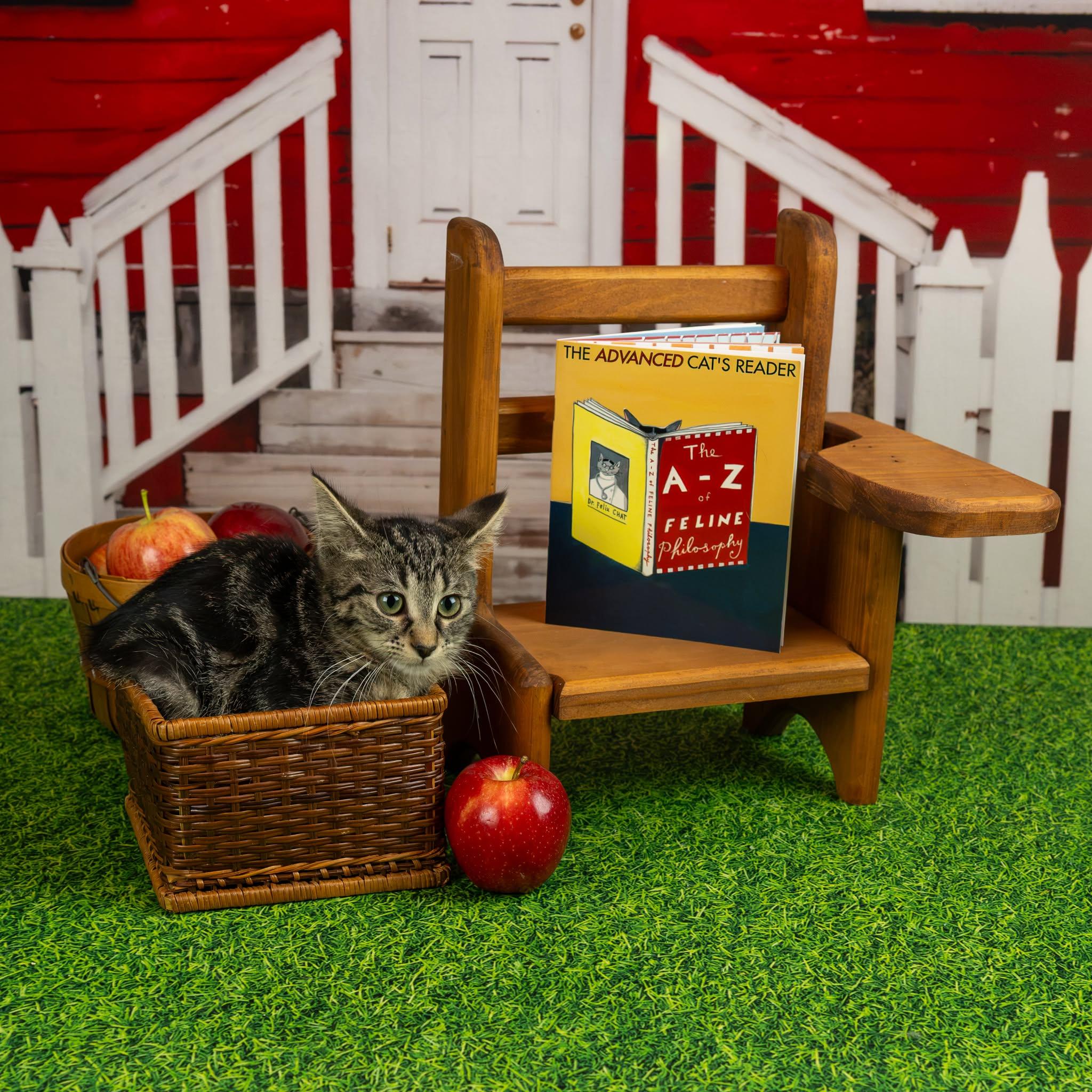 Enlarge Sally, a Adoptable Domestic Short Hair in Lapeer, MI image 4/4