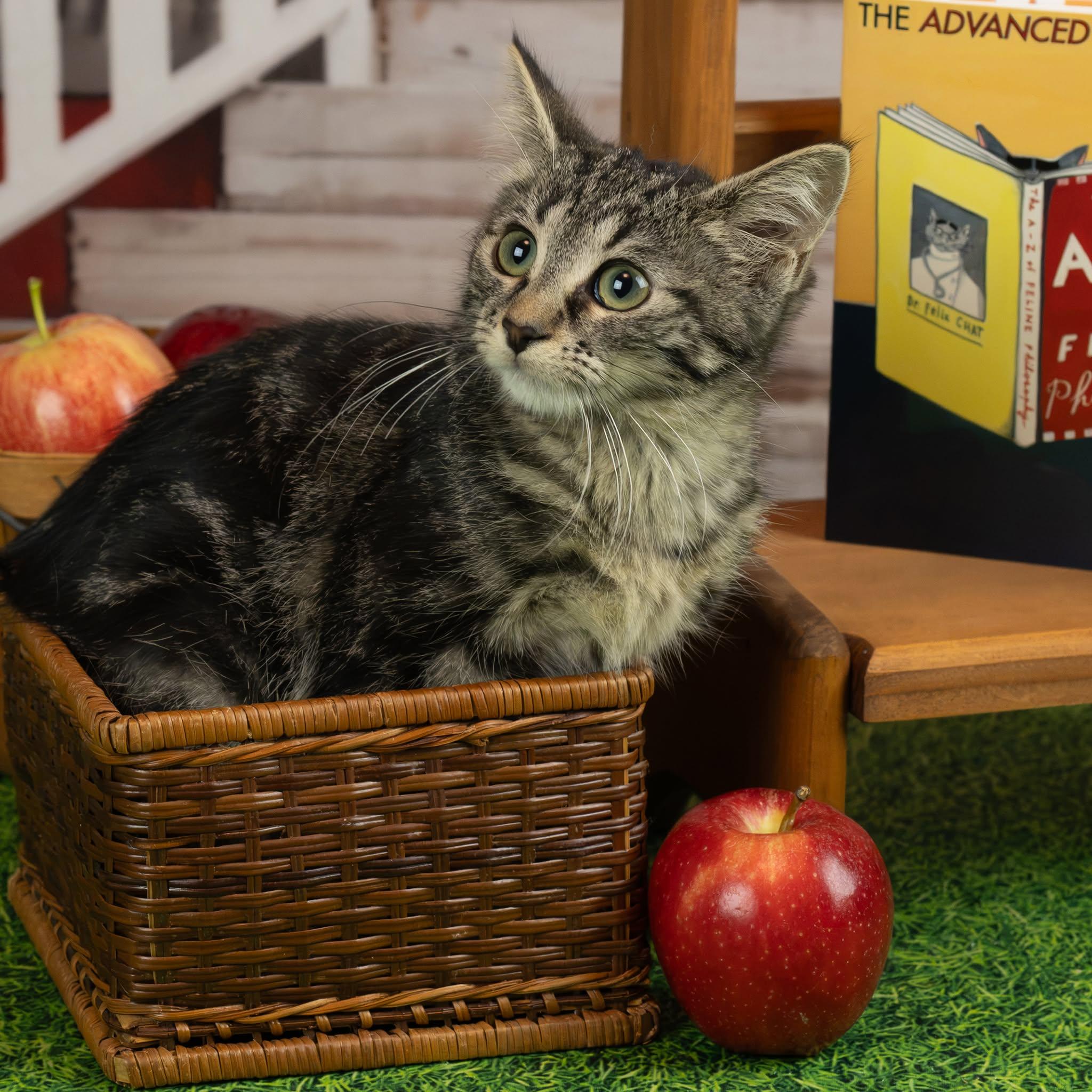 Enlarge Sally, a Adoptable Domestic Short Hair in Lapeer, MI image 1/4