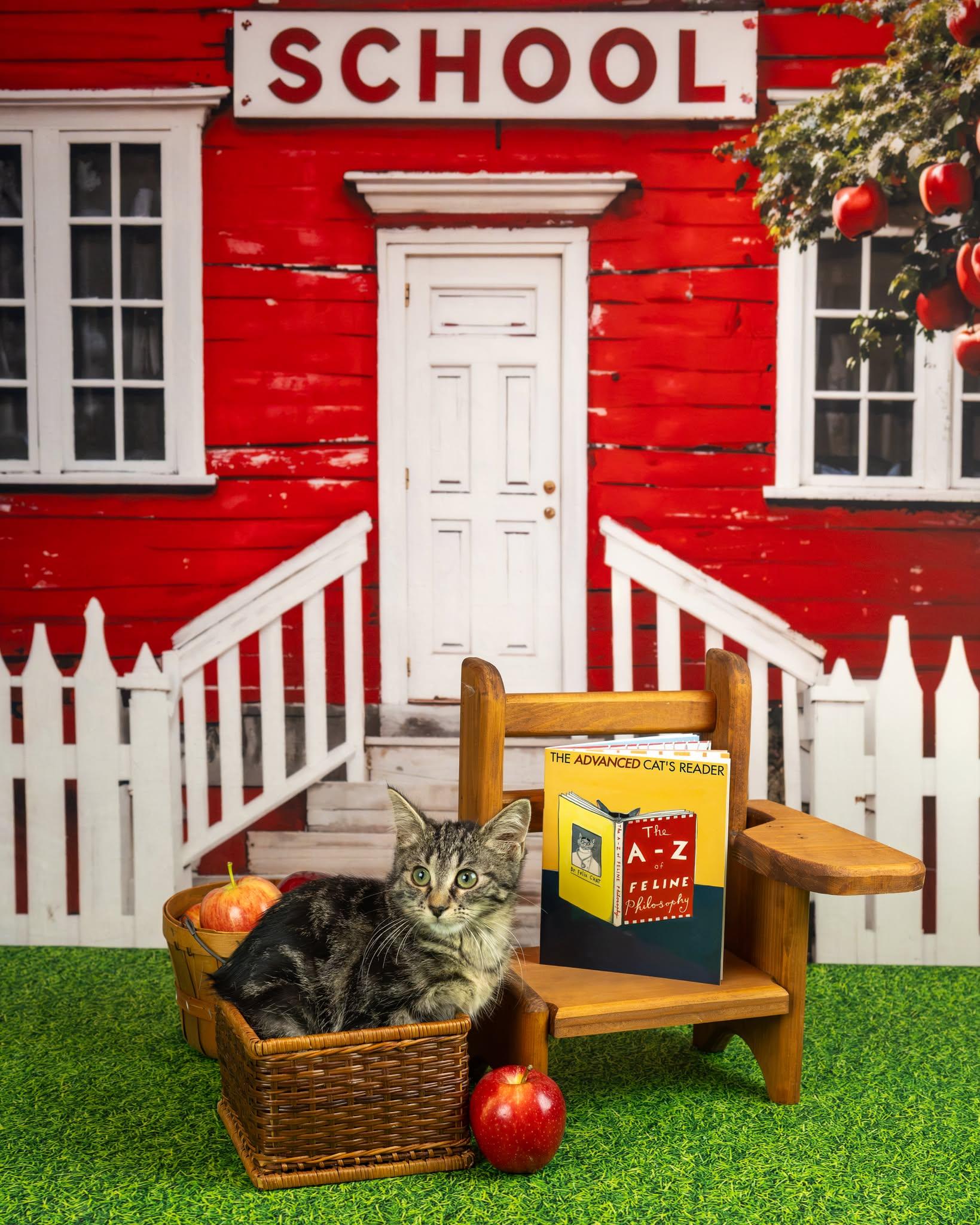 Enlarge Sally, a Adoptable Domestic Short Hair in Lapeer, MI image 2/4