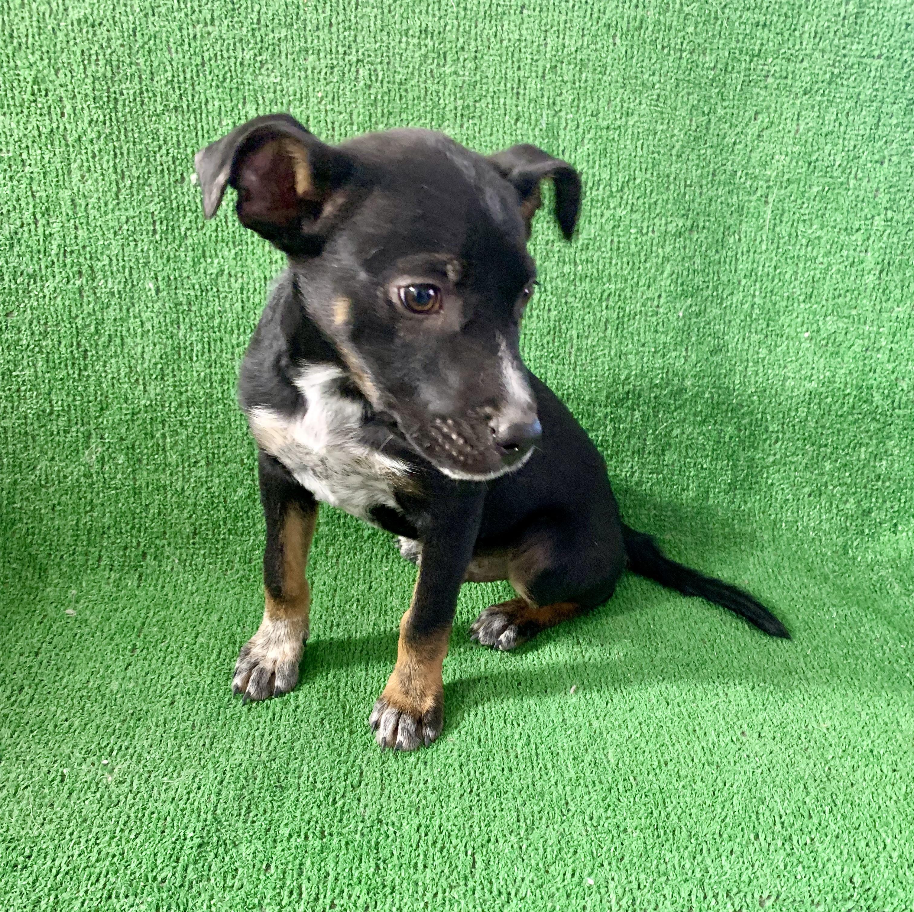 Ranger, Adoptable, Young Male Australian Cattle Dog / Blue Heeler & German Shepherd Dog.