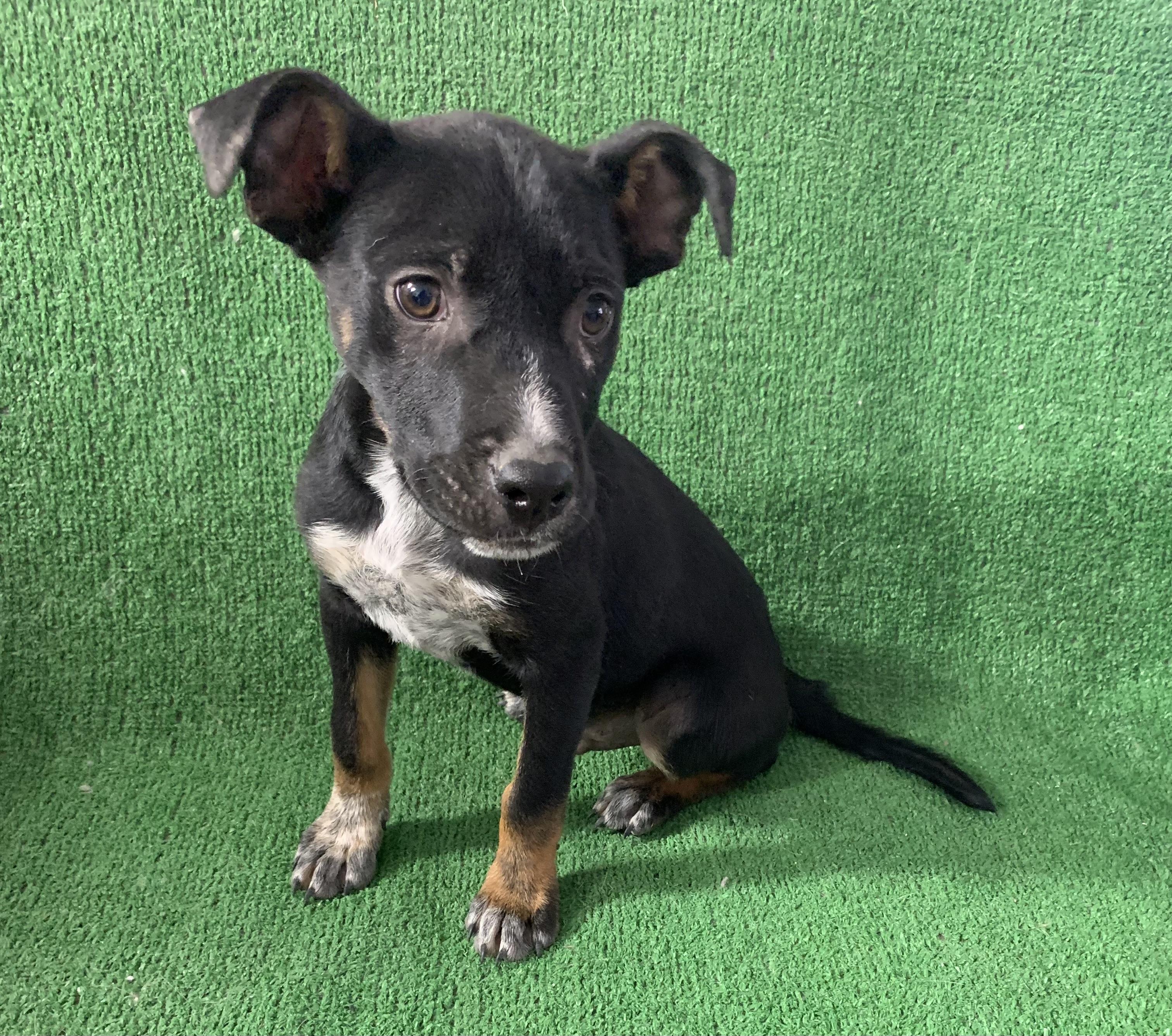 Ranger, a Adoptable mixed breed in El Paso, TX image 2/2