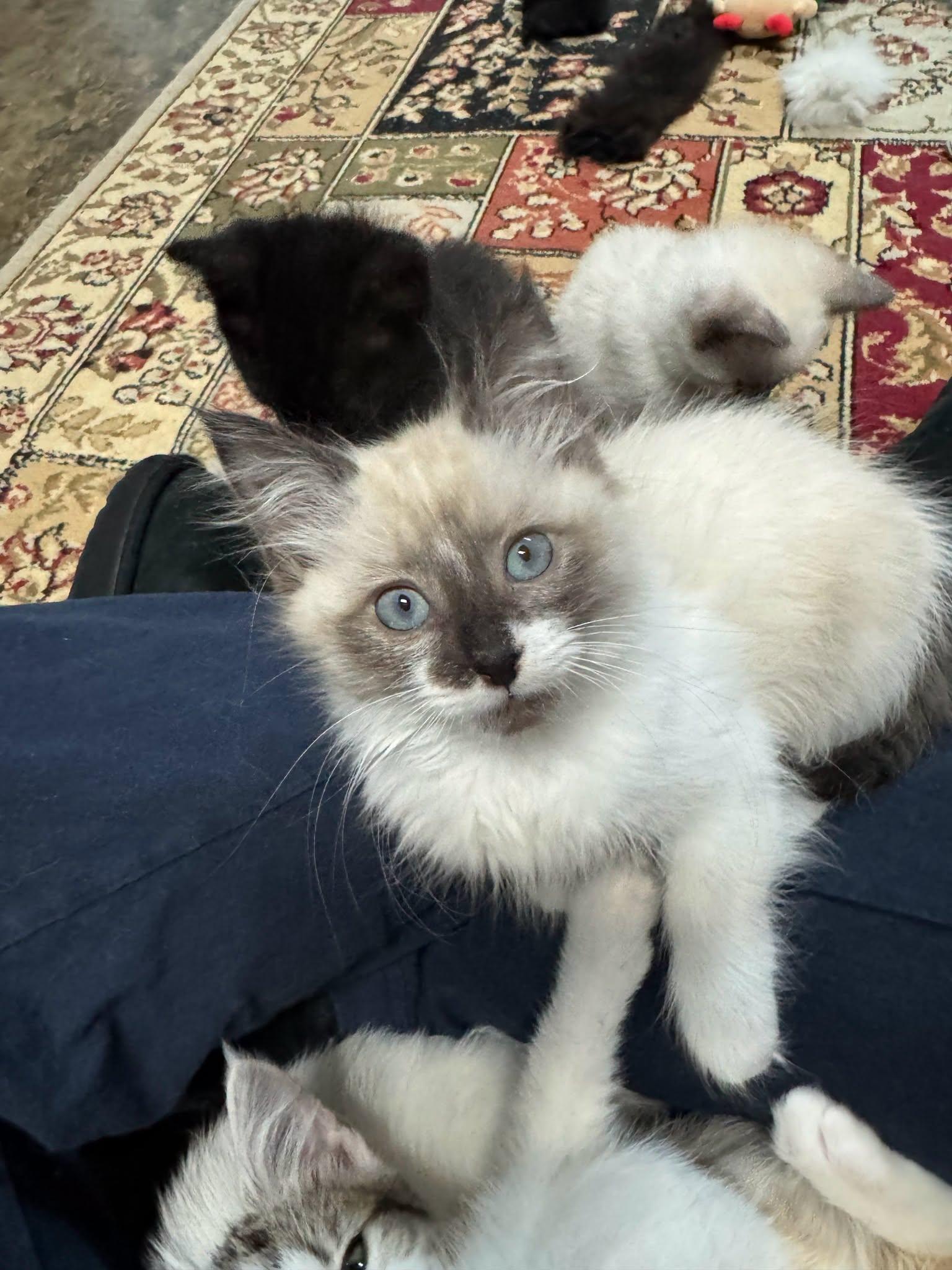 WREN, Adoptable, Kitten Male Snowshoe.