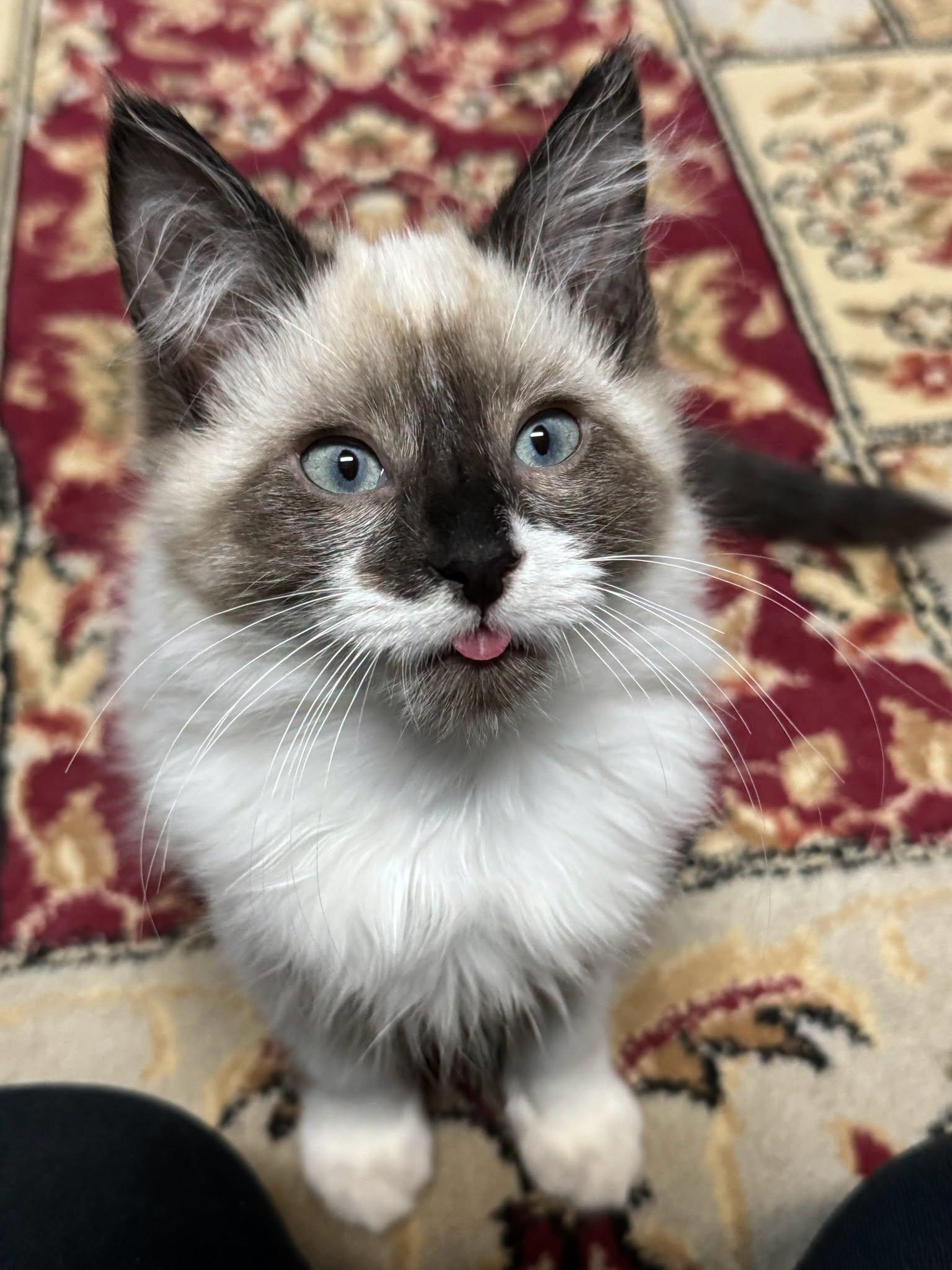 Enlarge WREN, a Adoptable Snowshoe in Powder Springs, GA image 3/3