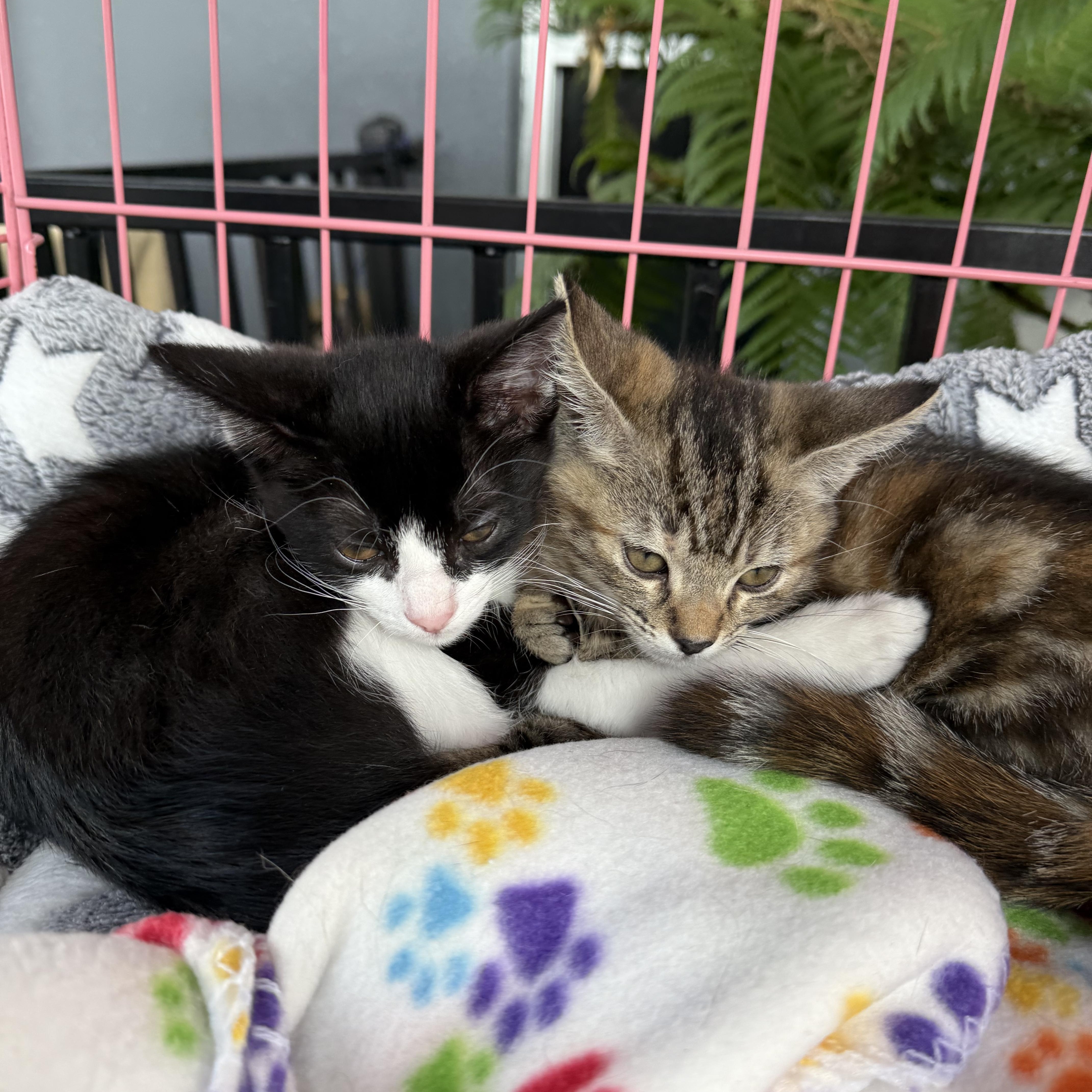 Enlarge Tippie (bonded w/Betty, a Adoptable Tabby in Los Angeles, CA image 2/2