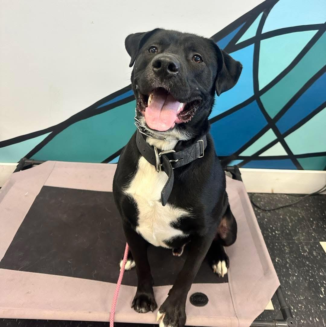 Klaus, Adoptable, Adult Male Labrador Retriever & Mastiff.