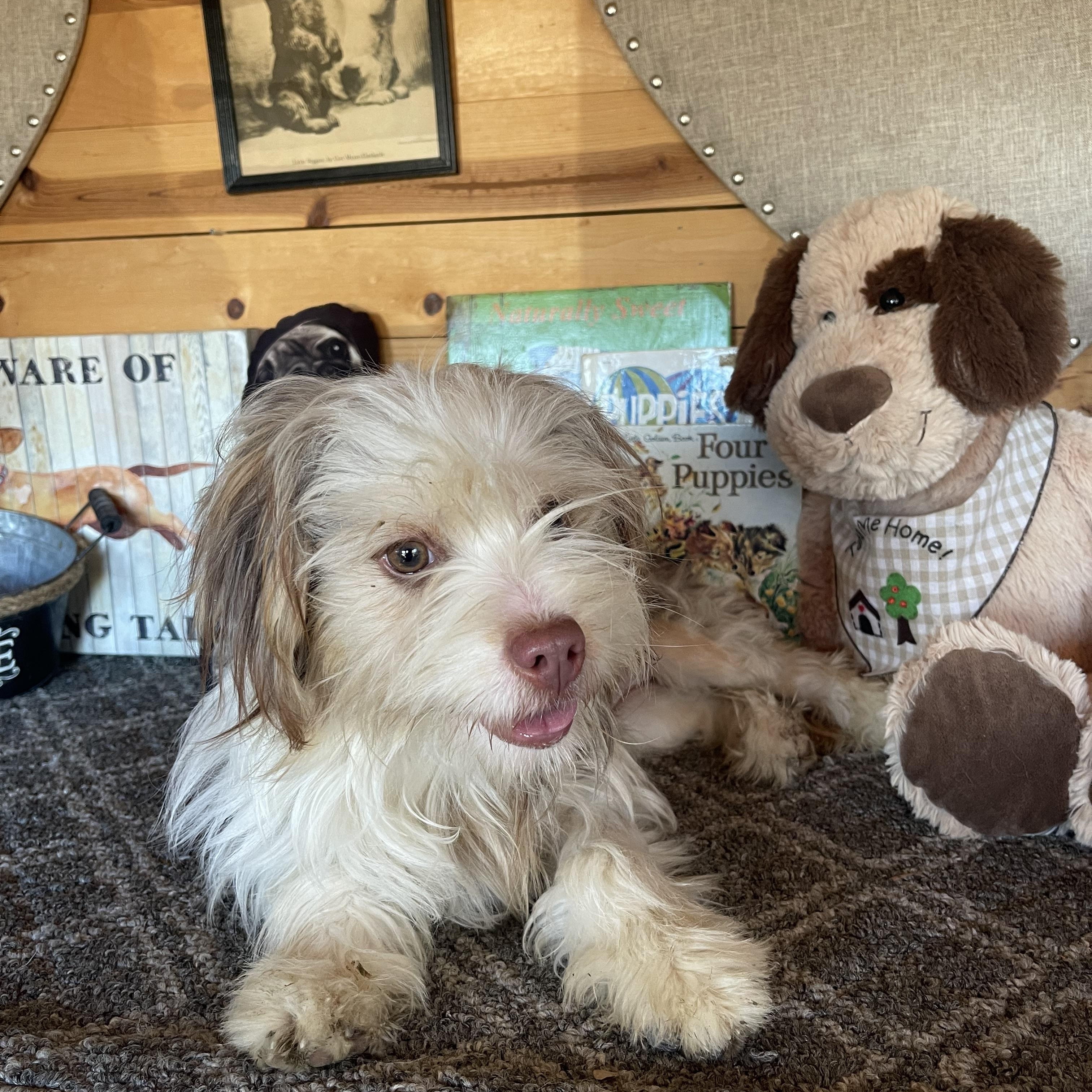 Enlarge Martha, an adopted mixed breed in Vacaville, CA image 3/3