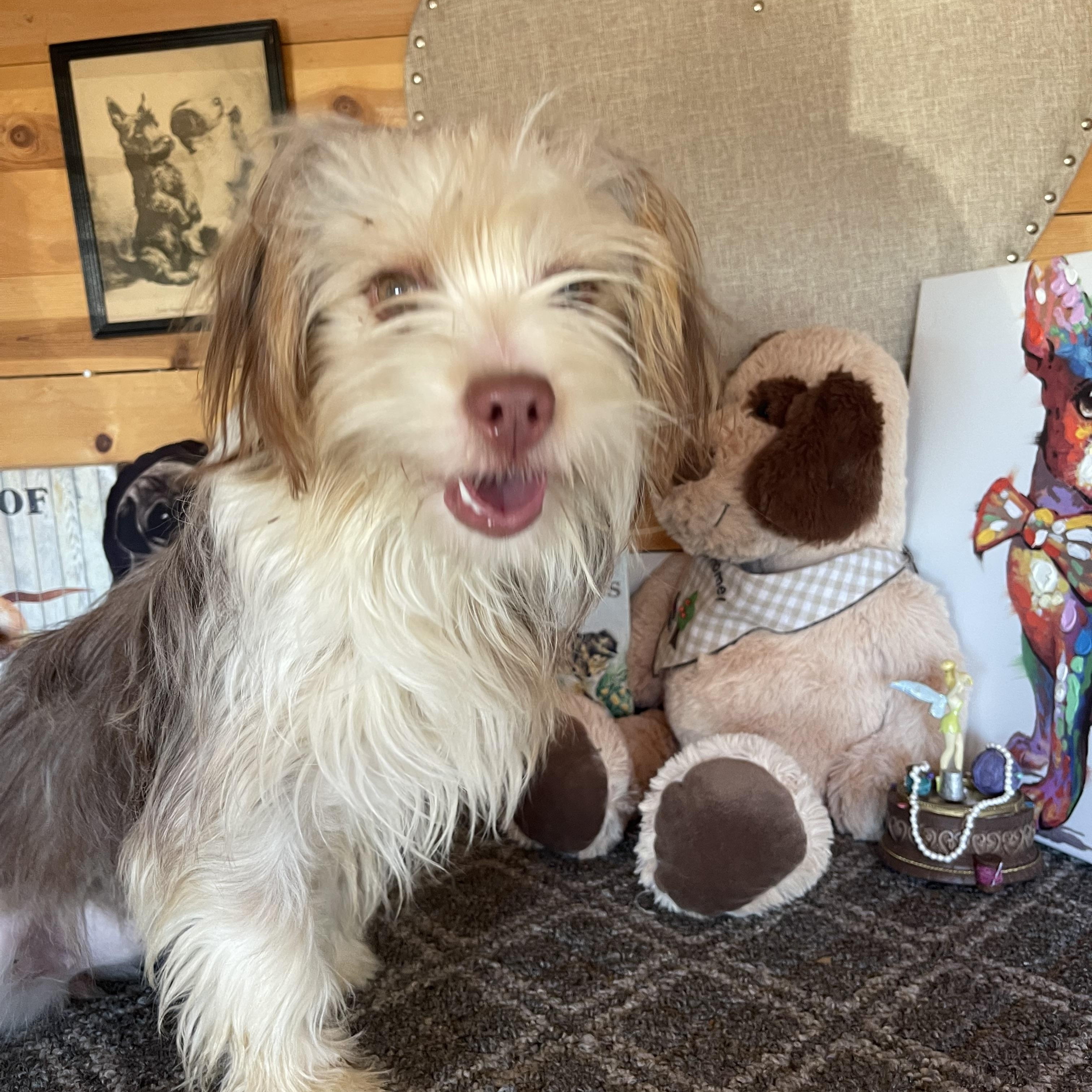 Martha, ADOPTABLE, Puppy Female Australian Shepherd & Poodle.