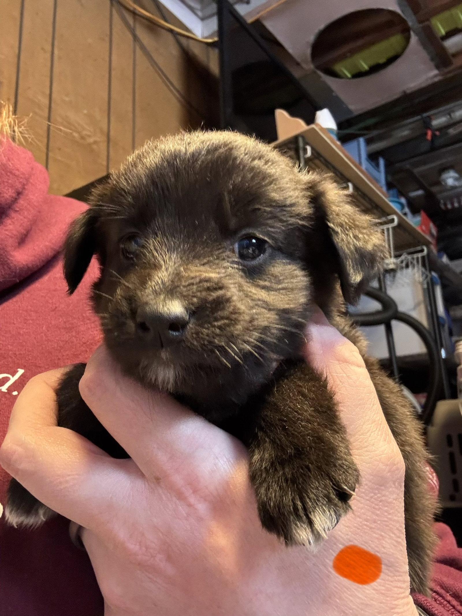 Jo, Adoptable, Puppy Female Labrador Retriever.