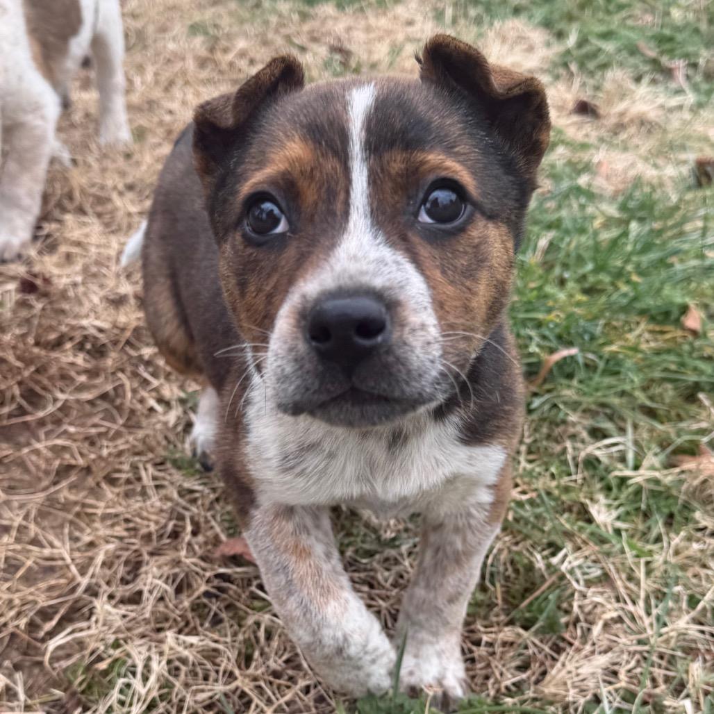 Enlarge Spud, a ADOPTABLE Australian Cattle Dog / Blue Heeler in Richmond, VA image 2/5