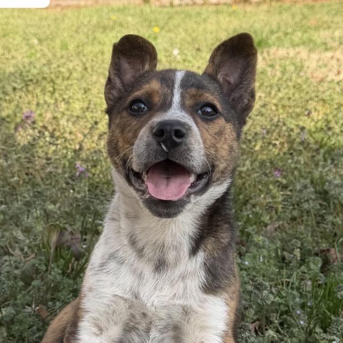 Enlarge Spud, a ADOPTABLE Australian Cattle Dog / Blue Heeler in Richmond, VA image 1/5