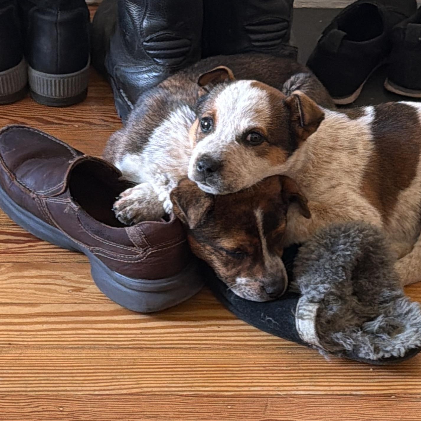 Enlarge Spud, a ADOPTABLE Australian Cattle Dog / Blue Heeler in Richmond, VA image 4/5