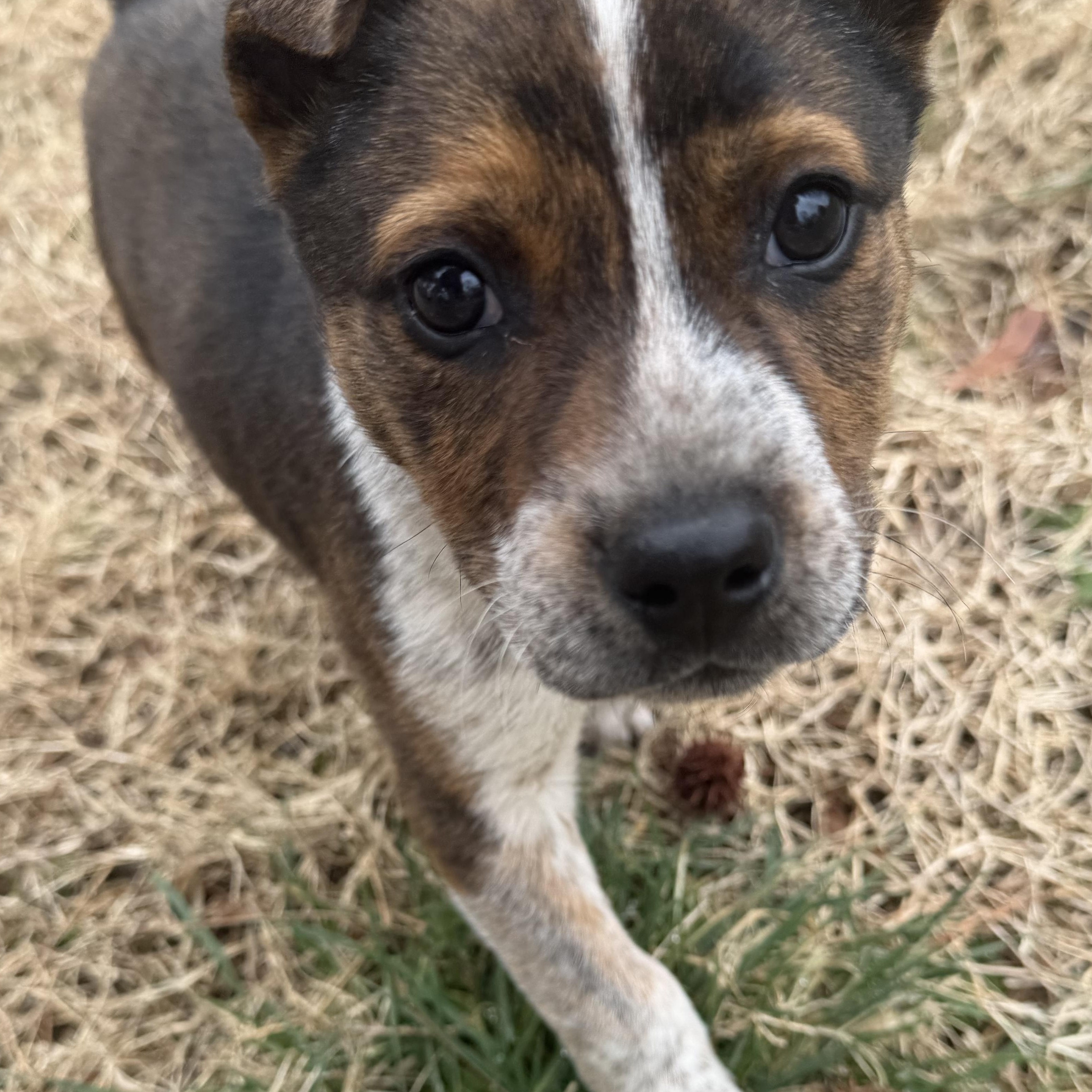 Enlarge Spud, a ADOPTABLE Australian Cattle Dog / Blue Heeler in Richmond, VA image 3/5