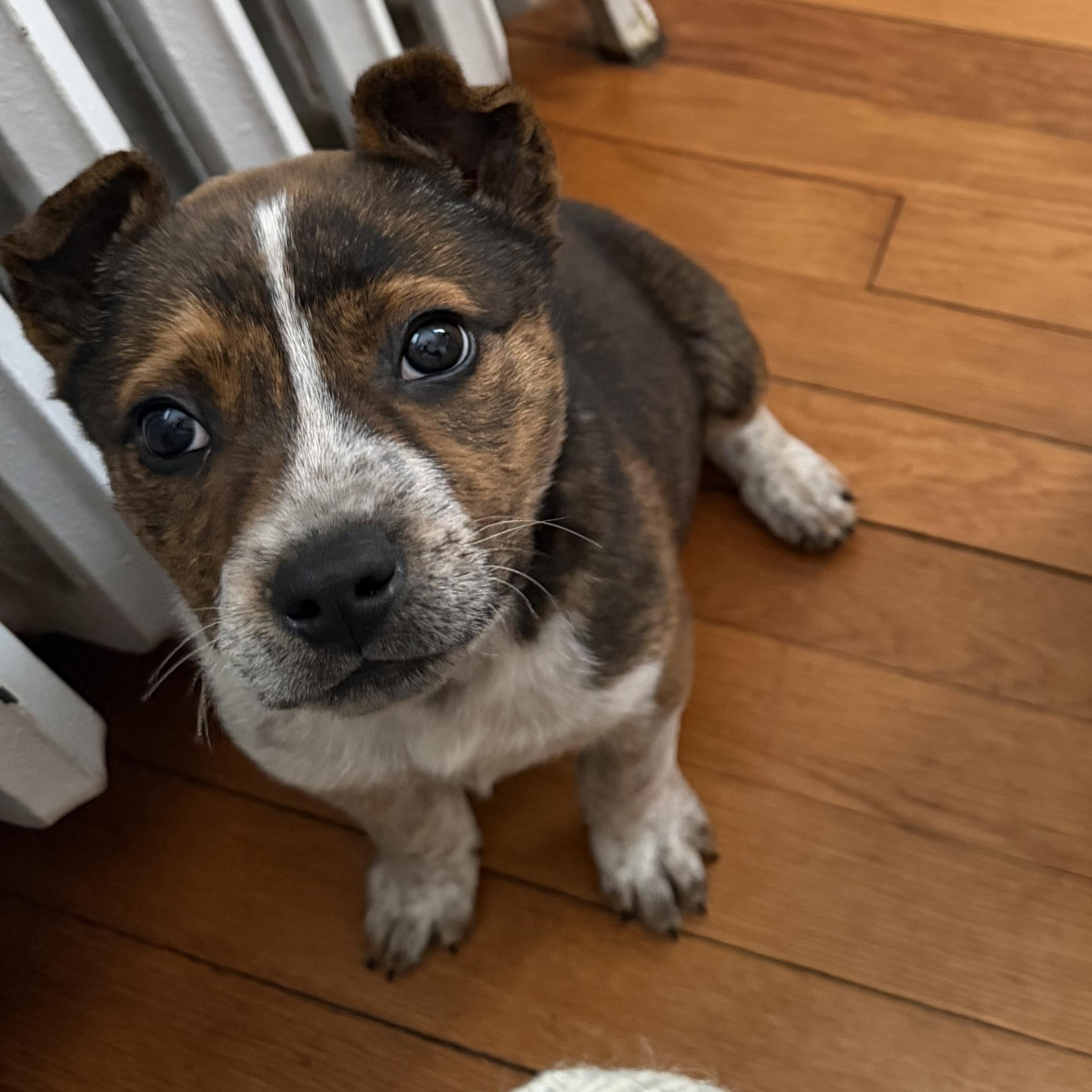 Enlarge Spud, a ADOPTABLE Australian Cattle Dog / Blue Heeler in Richmond, VA image 5/5
