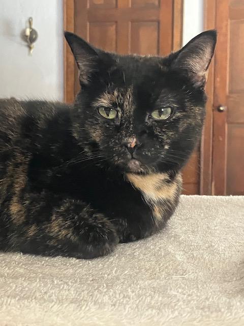 Lydia, a ADOPTABLE Domestic Short Hair in Beverly, MA image 3/4