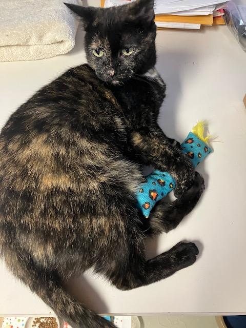 Lydia, a ADOPTABLE Domestic Short Hair in Beverly, MA image 4/4