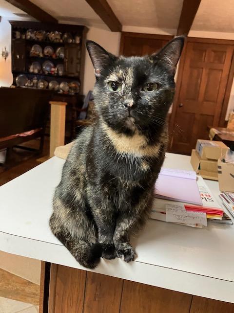 Lydia, a ADOPTABLE Domestic Short Hair in Beverly, MA image 1/4