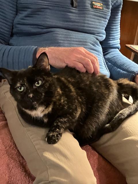 Lydia, a ADOPTABLE Domestic Short Hair in Beverly, MA image 2/4