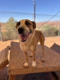 Izzy, Adoptable, Adult Female Cattle Dog & Mixed Breed.