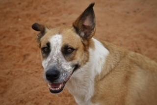 Enlarge Izzy, a Adoptable mixed breed in Page, AZ image 3/5