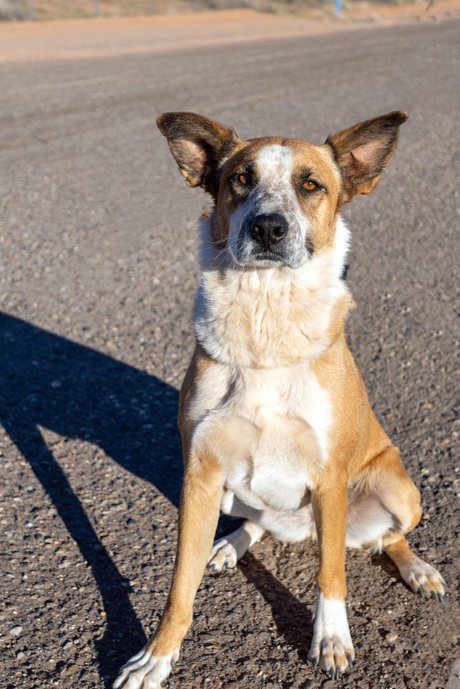 Enlarge Izzy, a Adoptable mixed breed in Page, AZ image 5/5