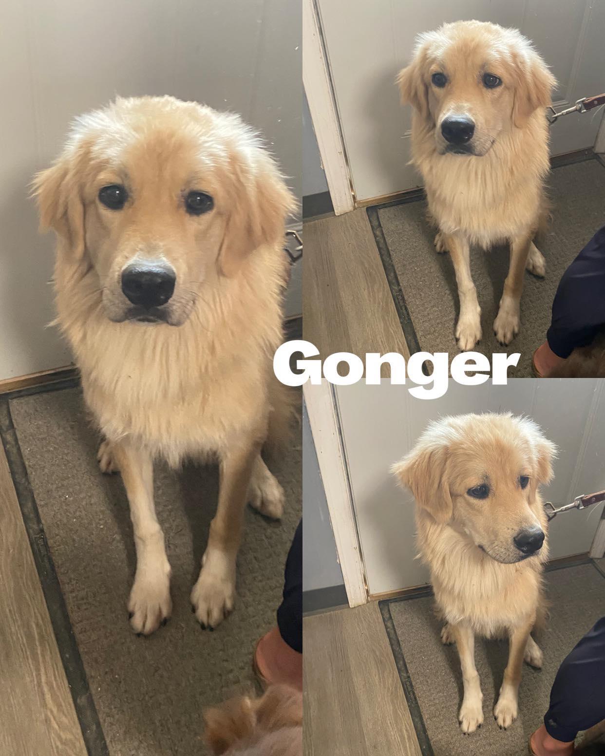 Gonger (Goose)
