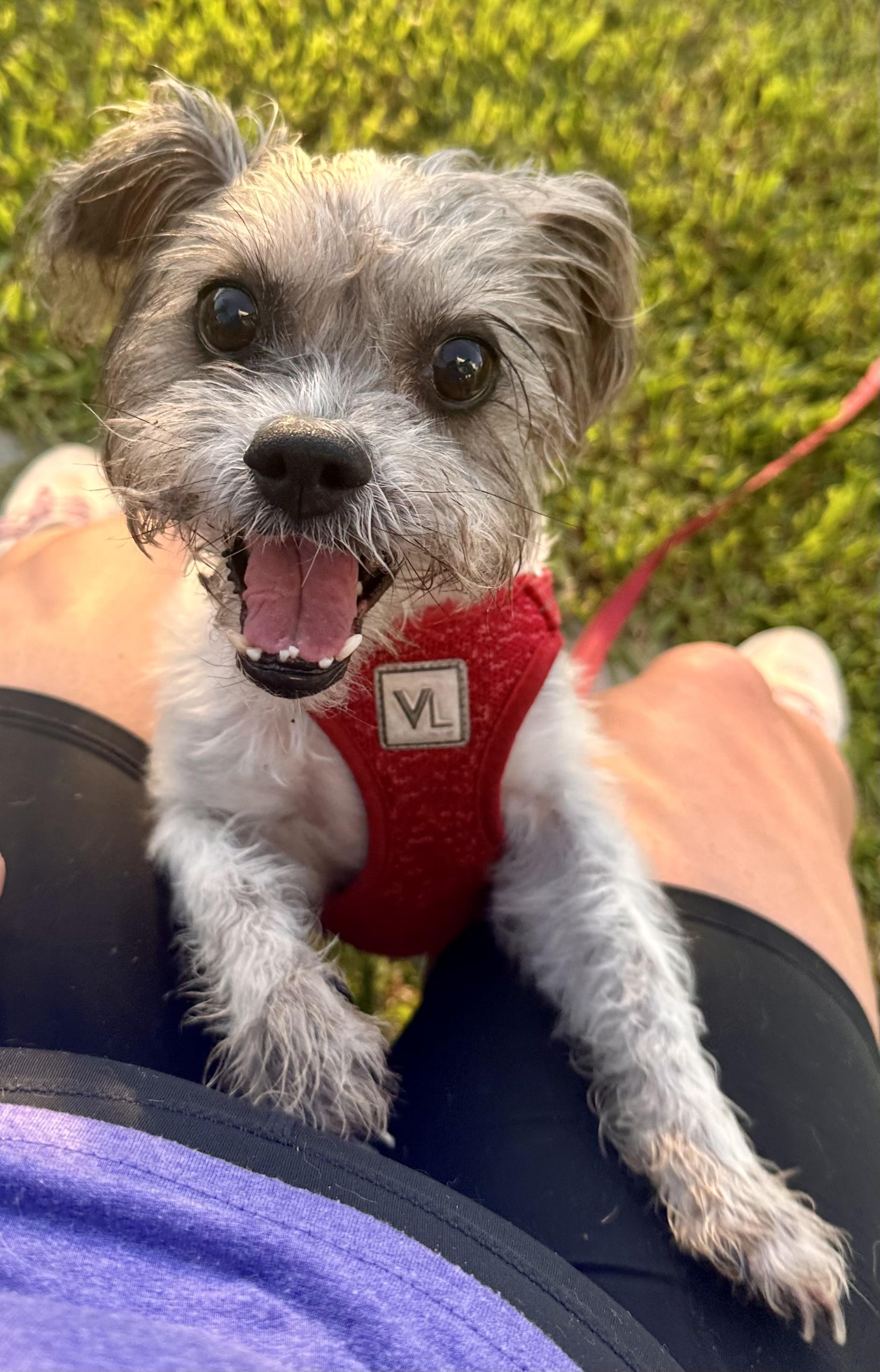 Stella, ADOPTABLE, Senior Female Shih Tzu.
