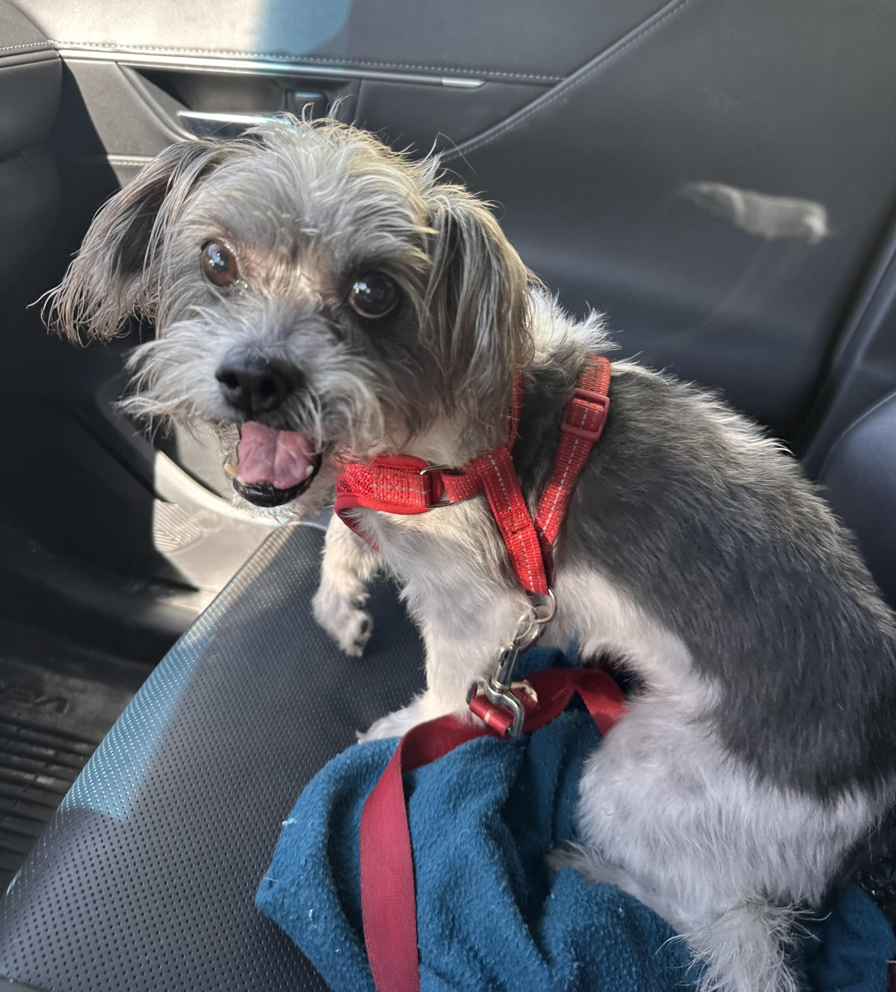 Stella, a ADOPTABLE Shih Tzu in Palm Harbor, FL image 3/5