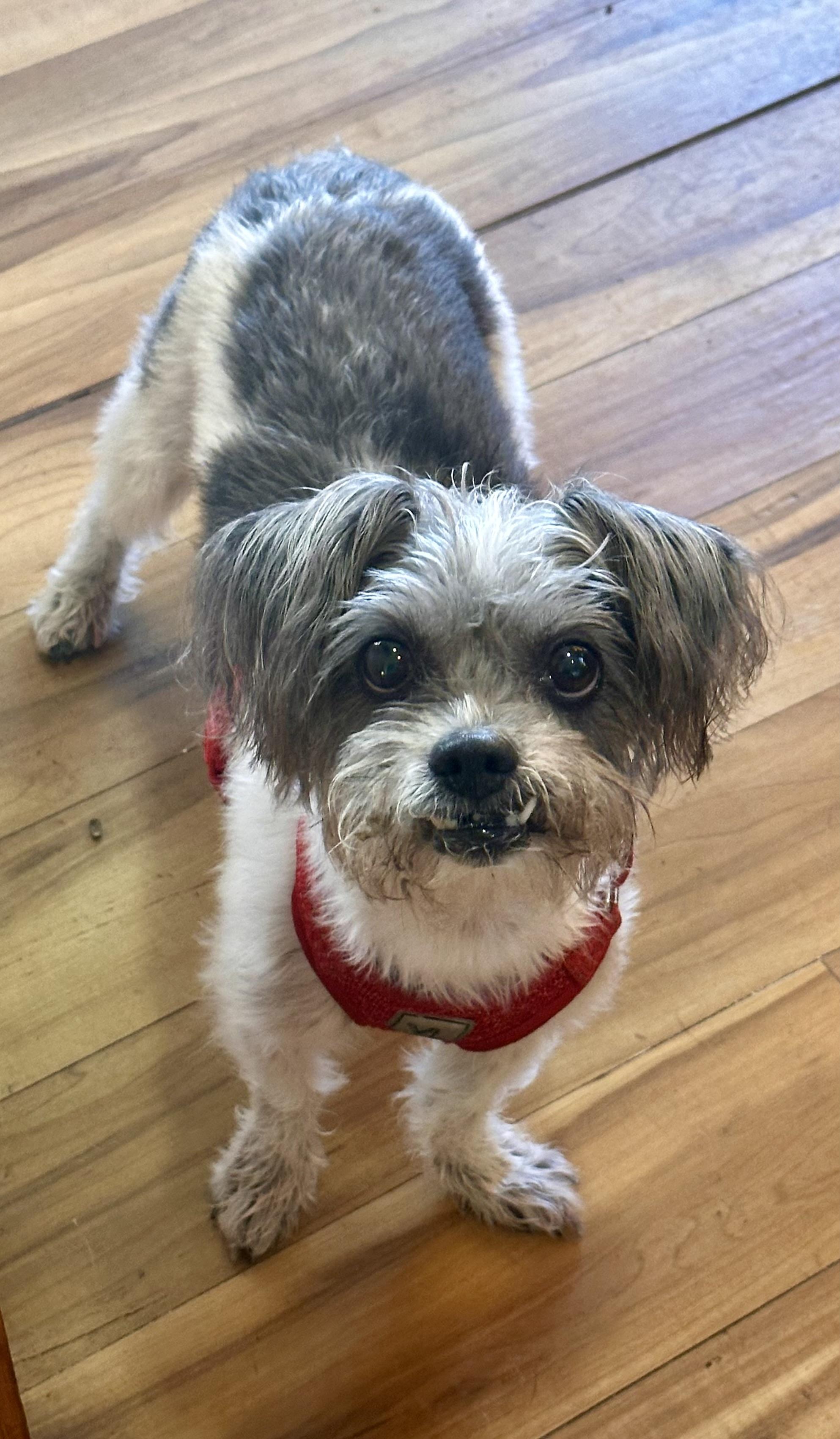 Stella, a ADOPTABLE Shih Tzu in Palm Harbor, FL image 2/5
