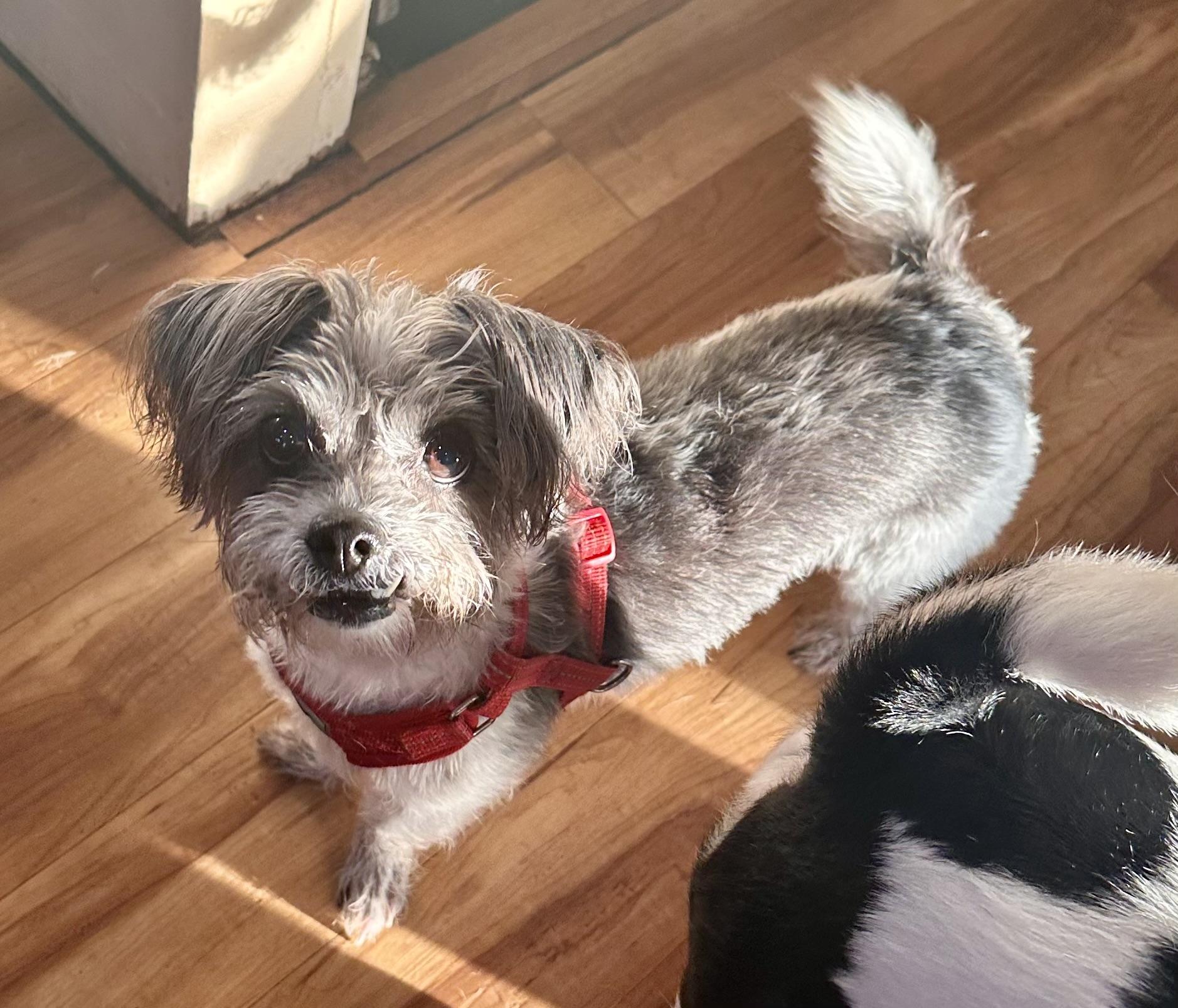 Stella, a ADOPTABLE Shih Tzu in Palm Harbor, FL image 5/5