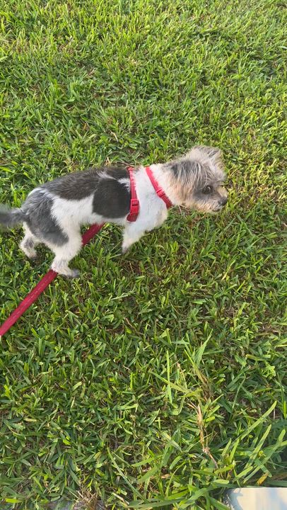 Enlarge Stella, a ADOPTABLE Shih Tzu in Palm Harbor, FL video 4/5
