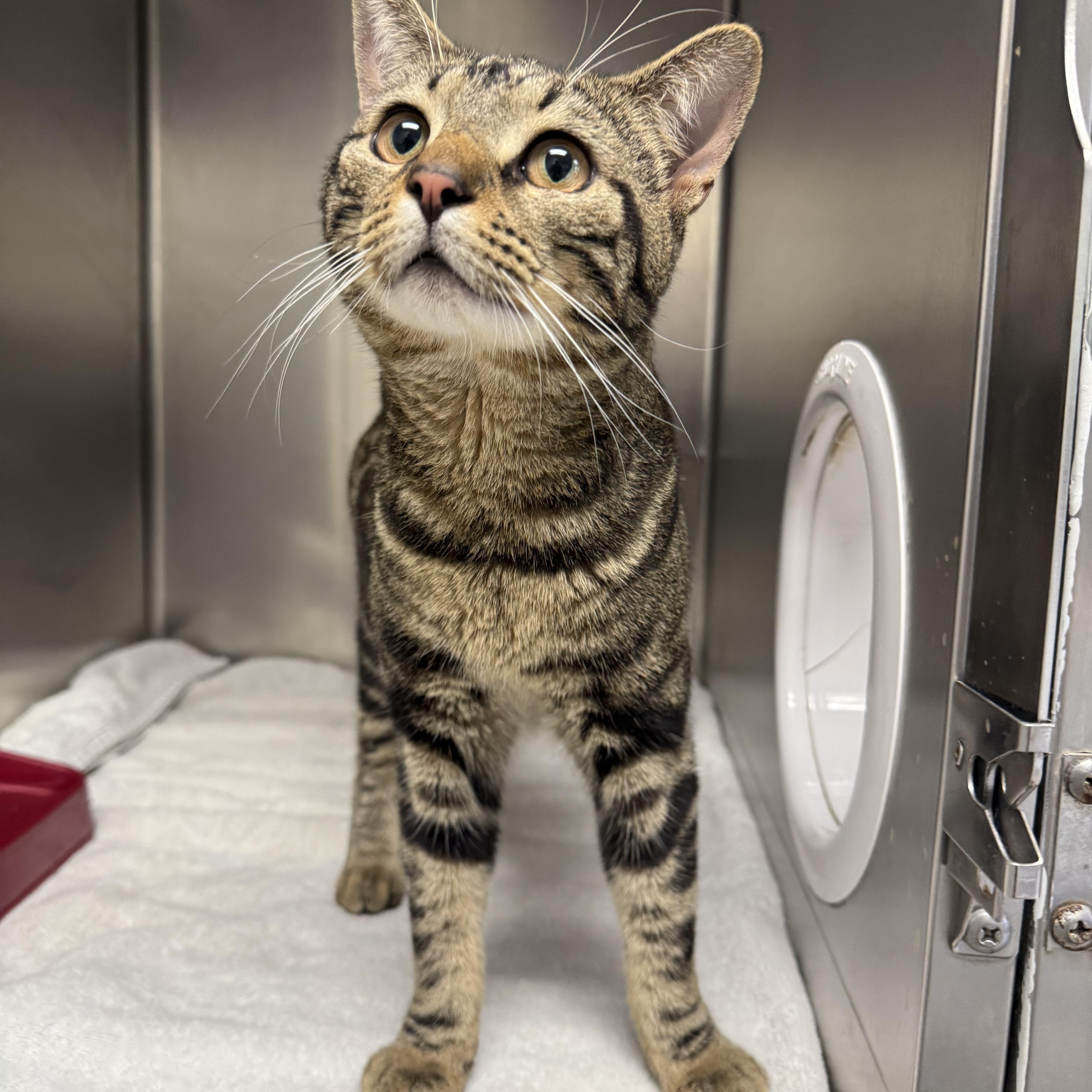 Enlarge Lincoln, an adopted Domestic Short Hair in Cranston, RI image 1/1