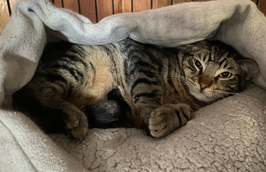 Sparrow (bonded to Wrenn), Adoptable, Adult Male Domestic Short Hair.