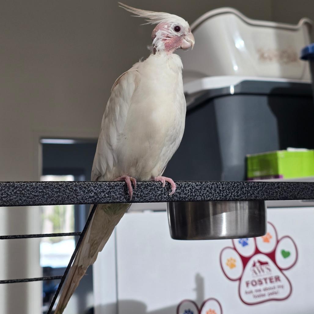 Butterfly, Adoptable, Senior Female Cockatiel.