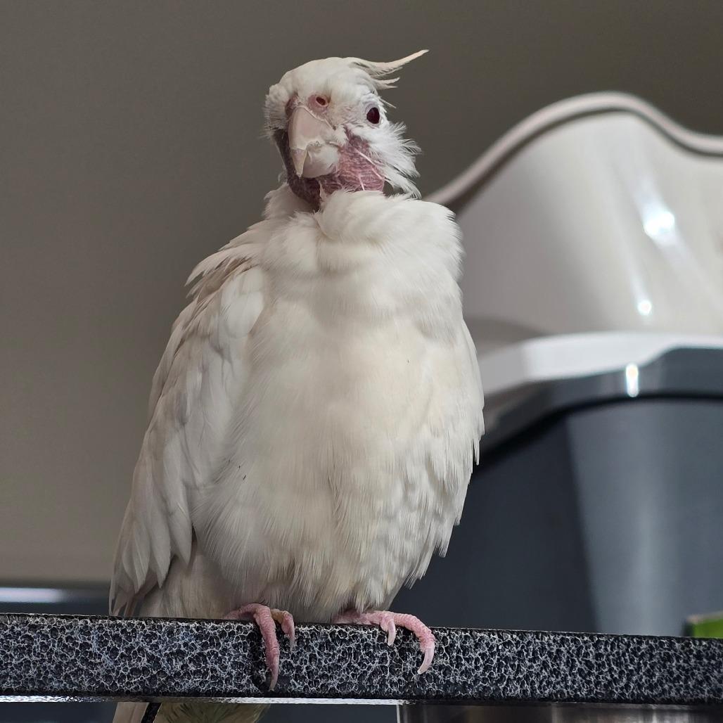 Enlarge Butterfly, a Adoptable Cockatiel in Kennebunk, ME image 2/3