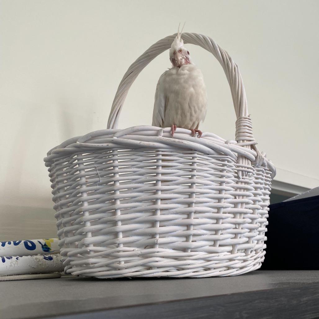 Enlarge Butterfly, a Adoptable Cockatiel in Kennebunk, ME image 3/3