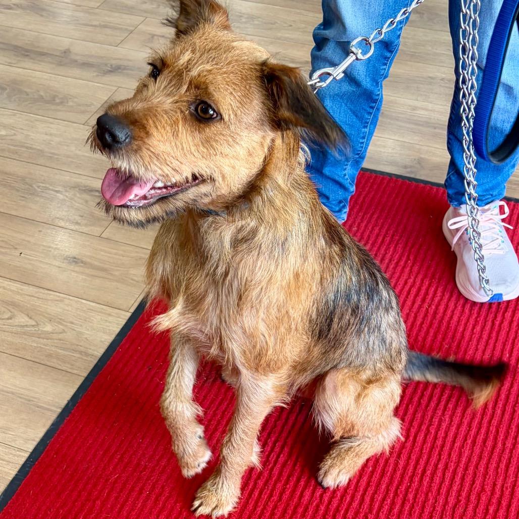 Chewie, Adoptable, Young Male Terrier & Mixed Breed.