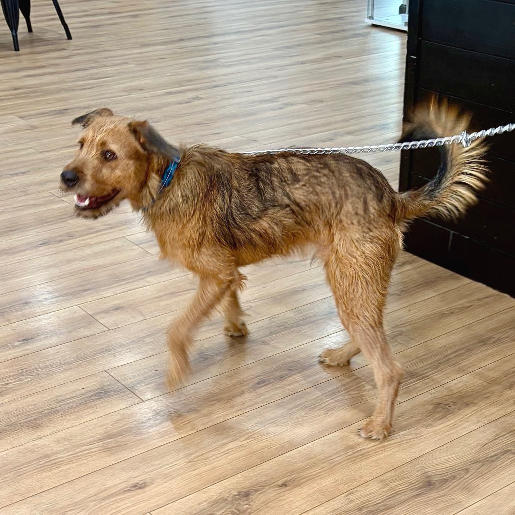 Enlarge Chewie, a Adoptable mixed breed in Livingston, TX image 2/6