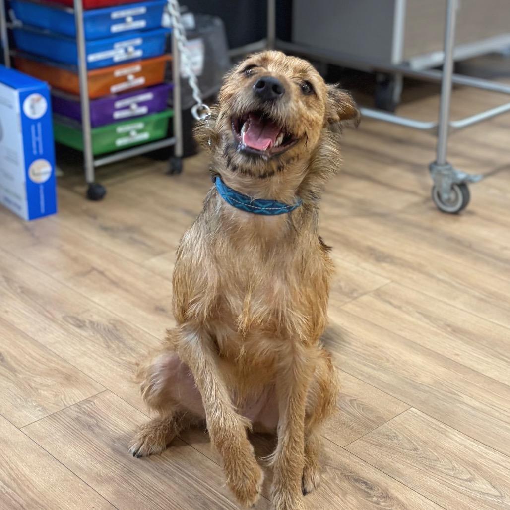 Enlarge Chewie, a Adoptable mixed breed in Livingston, TX image 3/6