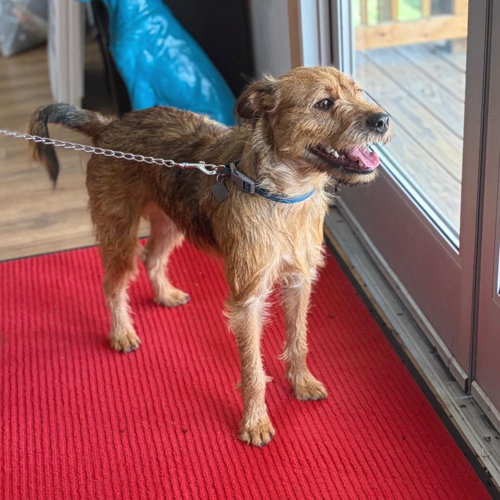 Enlarge Chewie, a Adoptable mixed breed in Livingston, TX image 4/6