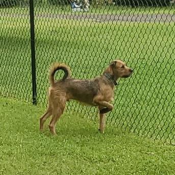 Enlarge Chewie, a Adoptable mixed breed in Livingston, TX image 5/6