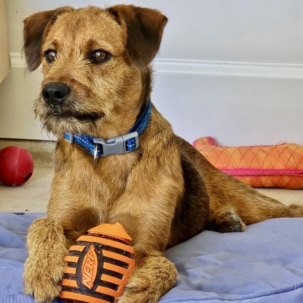 Enlarge Chewie, a Adoptable mixed breed in Livingston, TX image 6/6