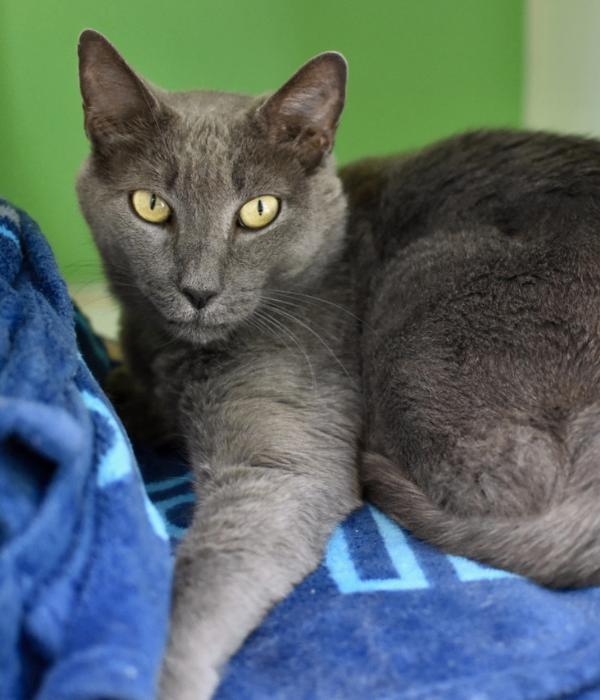Patty Cake, Adoptable, Adult Male Domestic Short Hair.