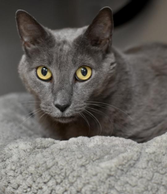 Enlarge Patty Cake, a Adoptable Domestic Short Hair in Marietta, GA image 2/2
