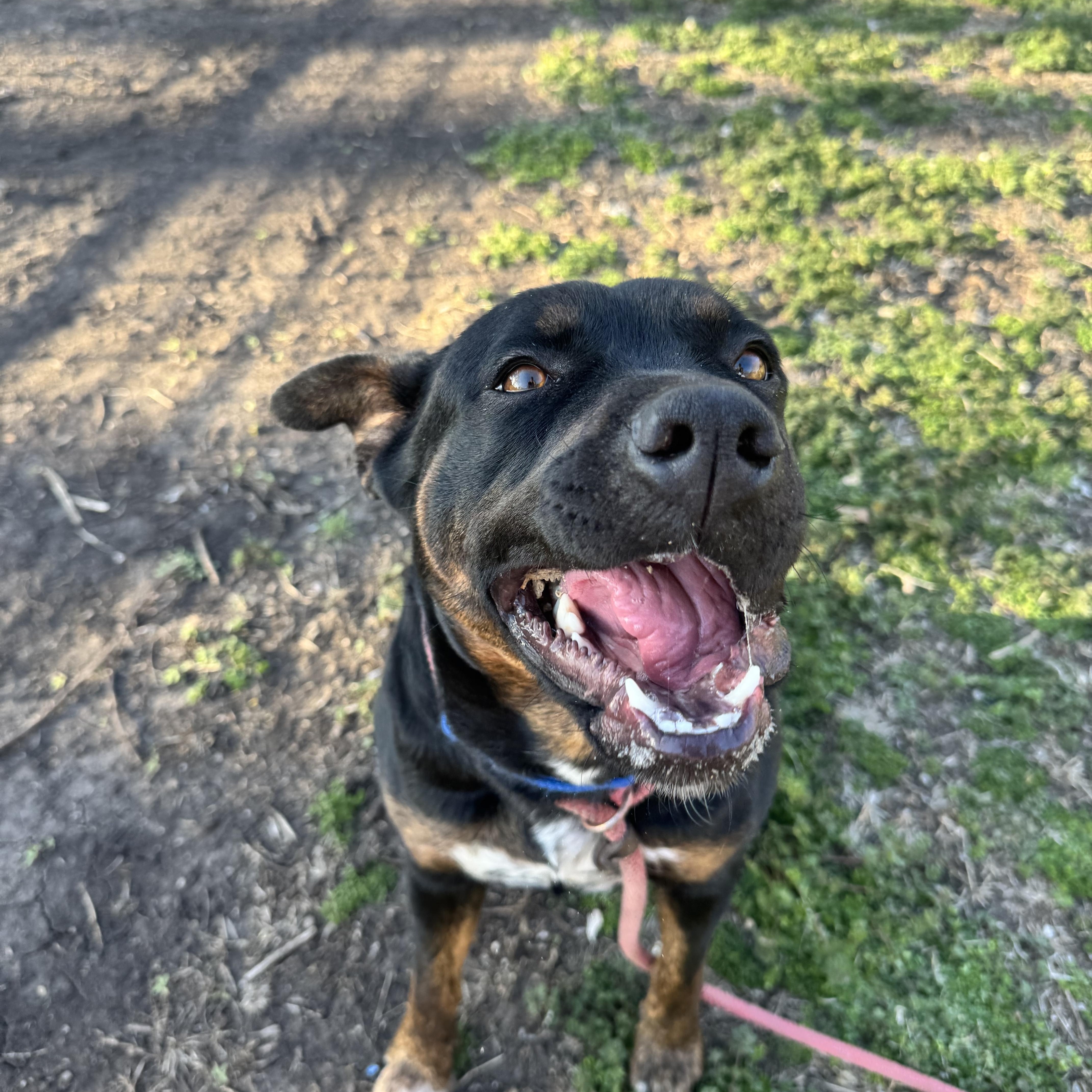 Mango, a ADOPTABLE mixed breed in Leon, KS image 3/5