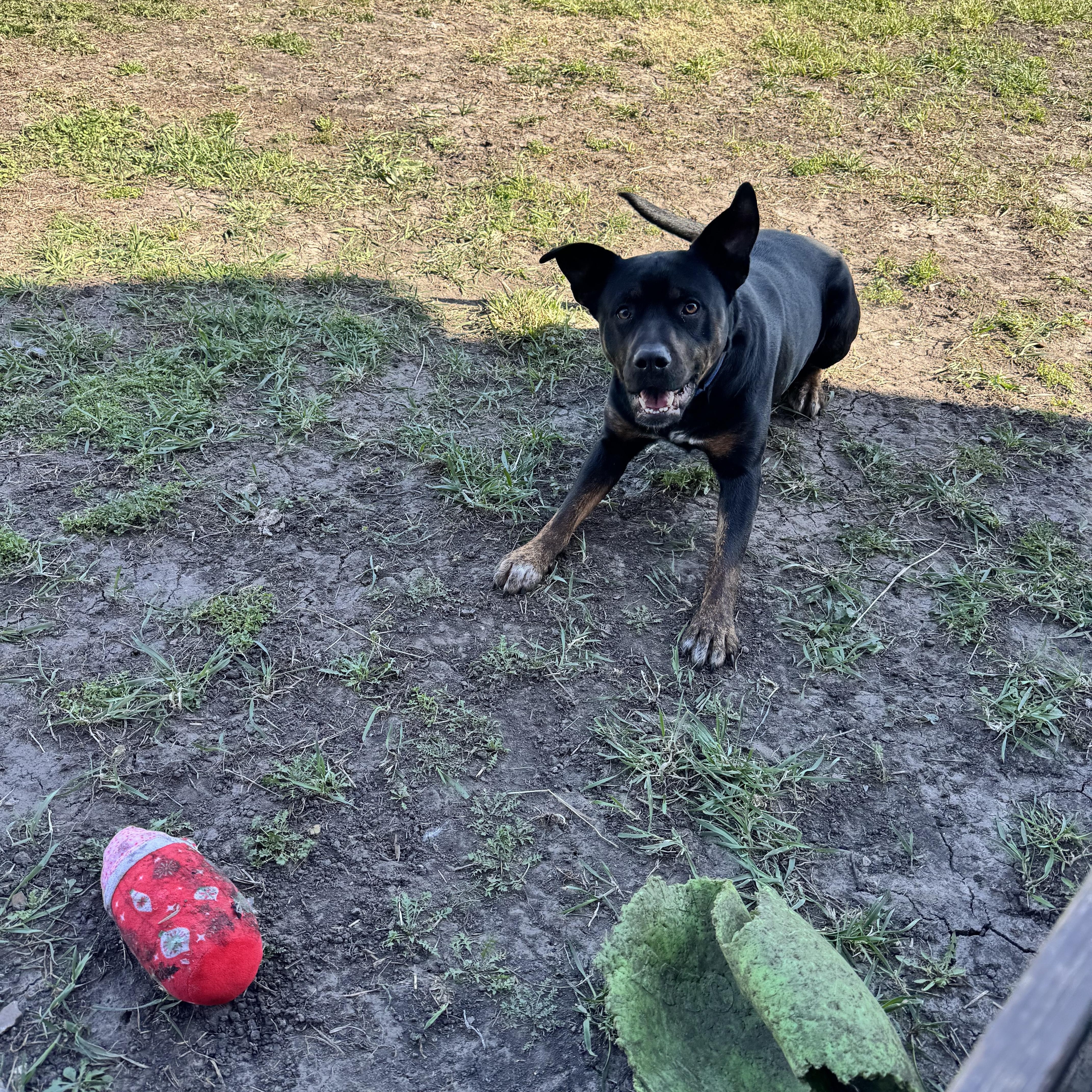 Mango, a ADOPTABLE mixed breed in Leon, KS image 5/5