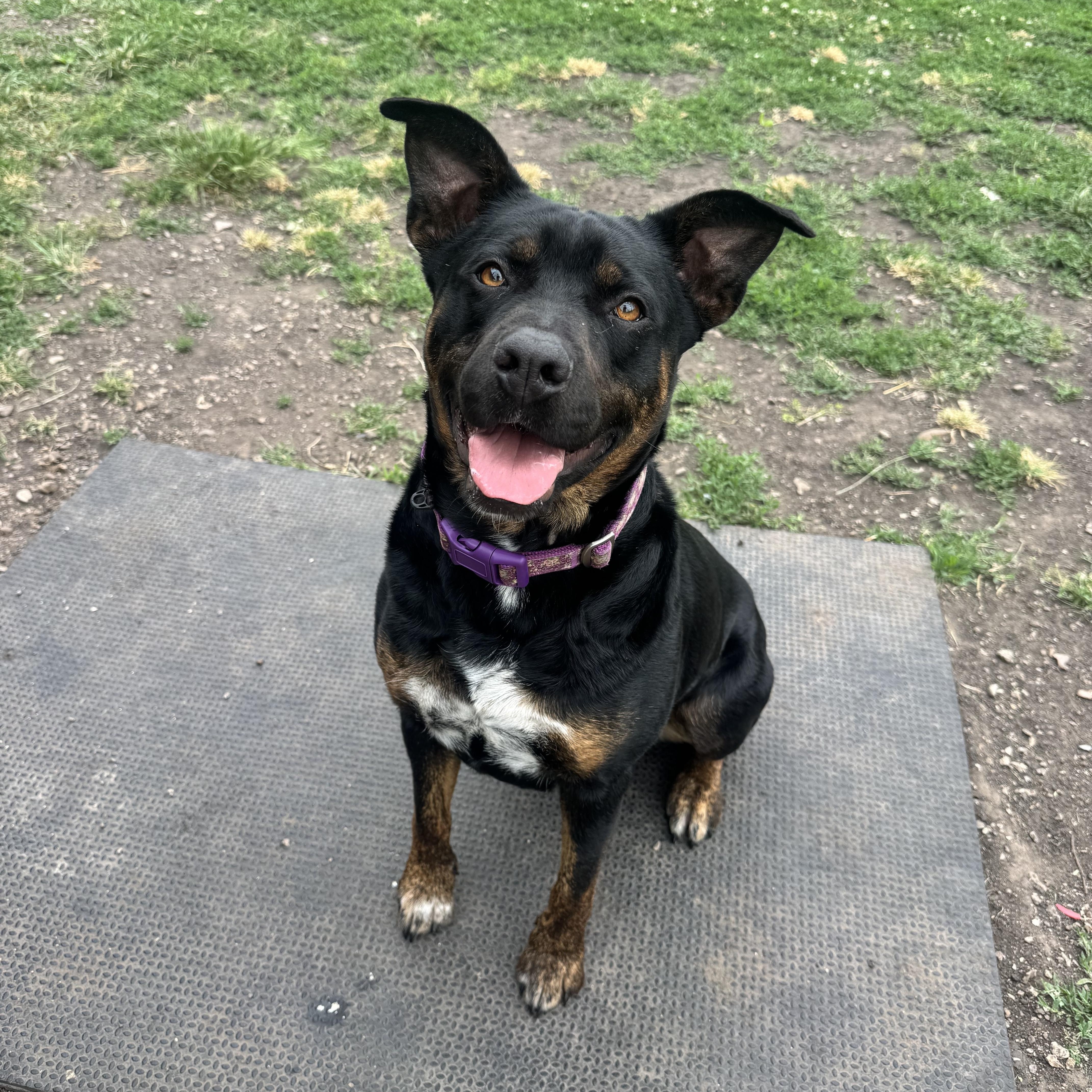 Mango, ADOPTABLE, Adult Female Australian Kelpie.